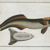 Echeneis Neucrates, The Sucking-Fish.
