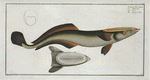 Echeneis Neucrates, The Sucking-Fish.