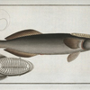 Echeneis Remora, The Sucking-Fish.