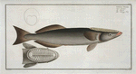 Echeneis Remora, The Sucking-Fish.