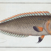 Coryphaena pentadactyla,.