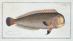 Coryphaena pentadactyla,.