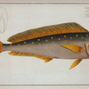 Coryphaena Hippurus, The  Dolfin.