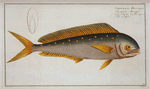 Coryphaena Hippurus, The  Dolfin.