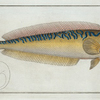 Coryphaena Plumieri, The Sea Pea-Cock.