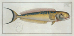 Coryphaena Plumieri, The Sea Pea-Cock.