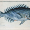 Coryphaena coerulea, The Bleu-Fish.