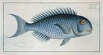 Coryphaena coerulea, The Bleu-Fish.