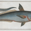 Macrourus rupestris.