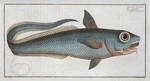 Macrourus rupestris.
