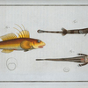 1. 2. Cottus monopterigius; 3. Gobius Plümieri.
