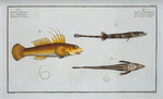 1. 2. Cottus monopterigius; 3. Gobius Plümieri.