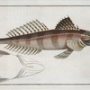 Cottus scaber.