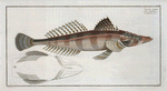 Cottus scaber.