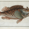 Scorpaena Porcus.