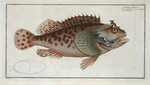 Scorpaena Porcus.