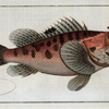 Scorpaena Scrofa, The poisonnet Grooper.