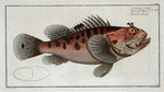 Scorpaena Scrofa, The poisonnet Grooper.