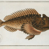 Scorpaena horrida.