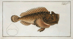 Scorpaena horrida.