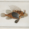 Scorpaena antennata.