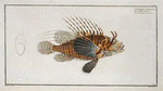 Scorpaena antennata.