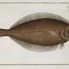 Pleuronectes limandoides.