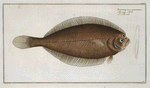 Pleuronectes limandoides.
