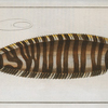 Pleuronectes Zebra.