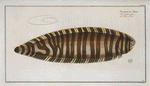 Pleuronectes Zebra.