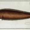 Pleuronectes bilineatus.