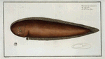 Pleuronectes bilineatus.