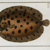 Pleuronectes punctatus, The Whiff.