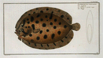 Pleuronectes punctatus, The Whiff.