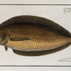 Pleuronectes macrolepidotus.