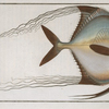 Zeus ciliaris.