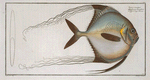 Zeus ciliaris.
