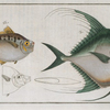 1. Zeus Gallus; 2. Zeus Insidiator.
