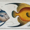 1.Chaetodon aureus; 2. Zeus Vomer, The Silver Fish.