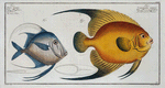 1.Chaetodon aureus; 2. Zeus Vomer, The Silver Fish.