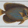 Chaetodon Imperator.