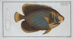 Chaetodon Imperator.