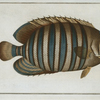 Chaetodon fasciatus.