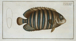 Chaetodon fasciatus.