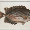 Chaetodon guttatus.
