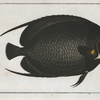 CHaetodon PAru, The  variegated Angel-fish.