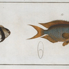 1. Chaetodon Pavo; 2. Chaetodon aruanus.