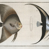 1. Chaetodon Teira; 2. Chaetodon Vespertilio.
