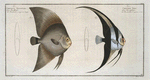 1. Chaetodon Teira; 2. Chaetodon Vespertilio.