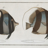 1. Chaetodon macrolepidotus; 2. Chaetodon cornutus.